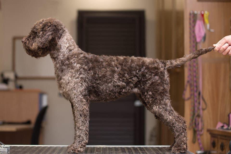 Saiba Lagotto Romagnolo