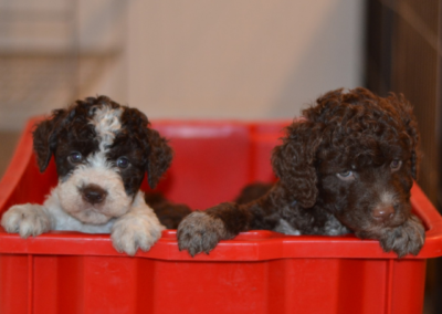 Cucciolata A Lagotto Romagnolo