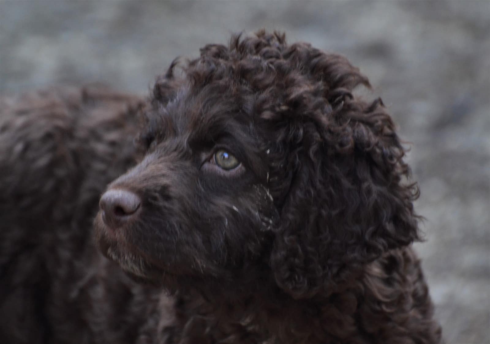 Le principali malattie genetiche nel Lagotto Romagnolo