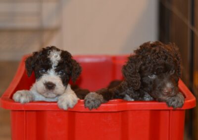 Cuccioli Lagotto Romagnolo