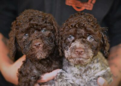 Cuccioli Lagotto Romagnolo
