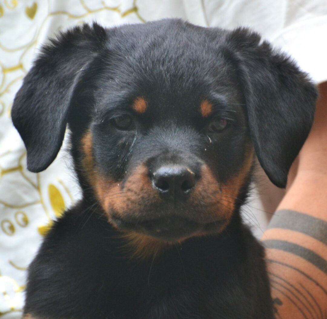 Boris