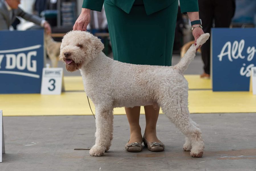 Kobe Lagotto Romagnolo