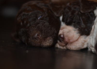 Cuccioli Lagotto Romagnolo