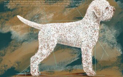Lo Standard FCI del Lagotto Romagnolo