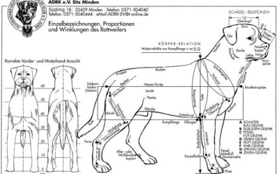 Lo Standard FCI del Rottweiler