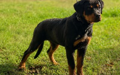Genetica e ambiente nel Rottweiler: come si costruisce il comportamento