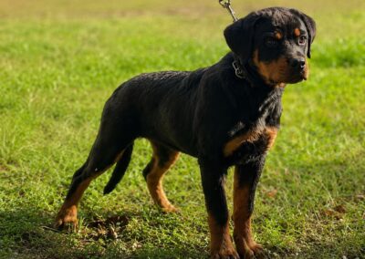 Dike