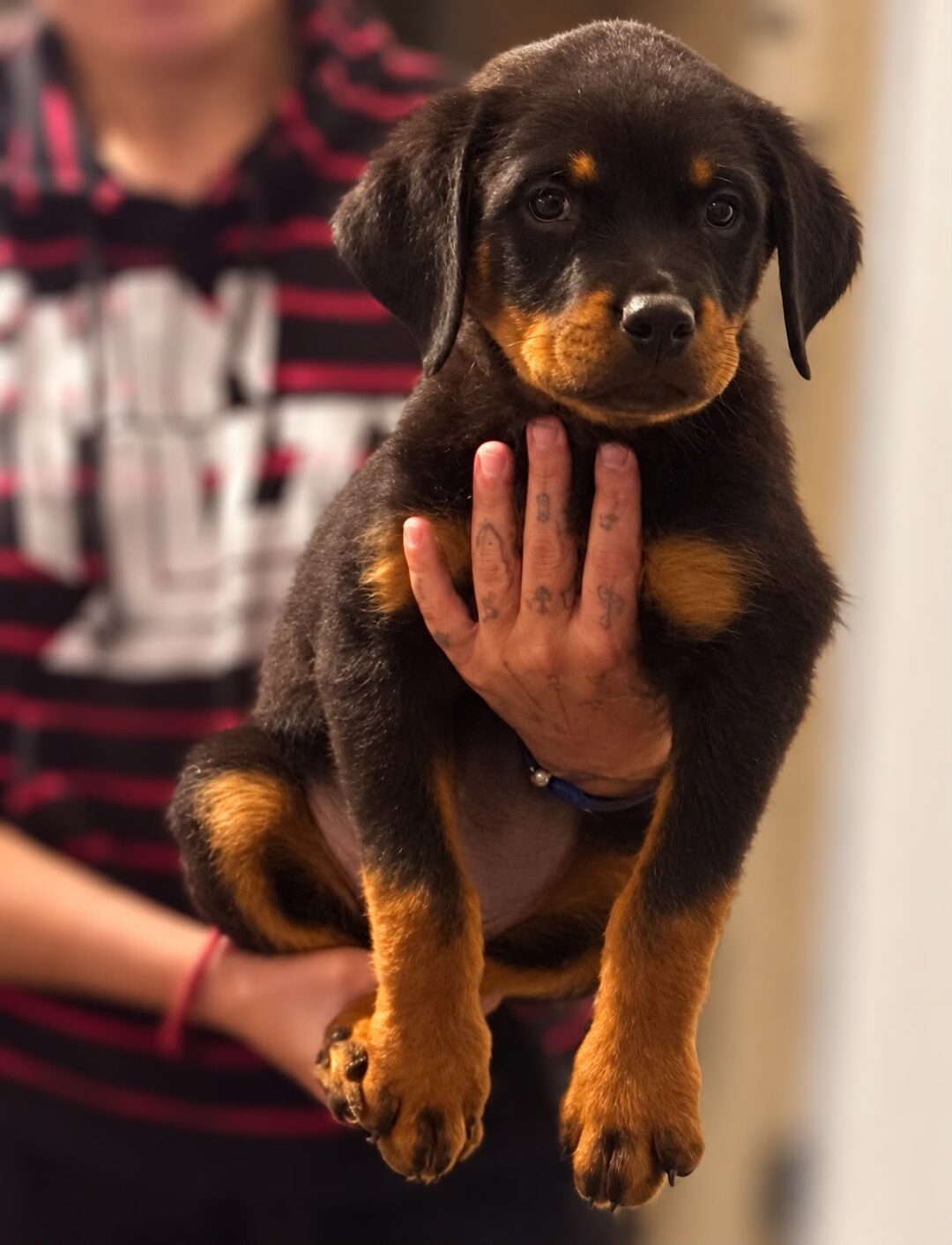 Echo
