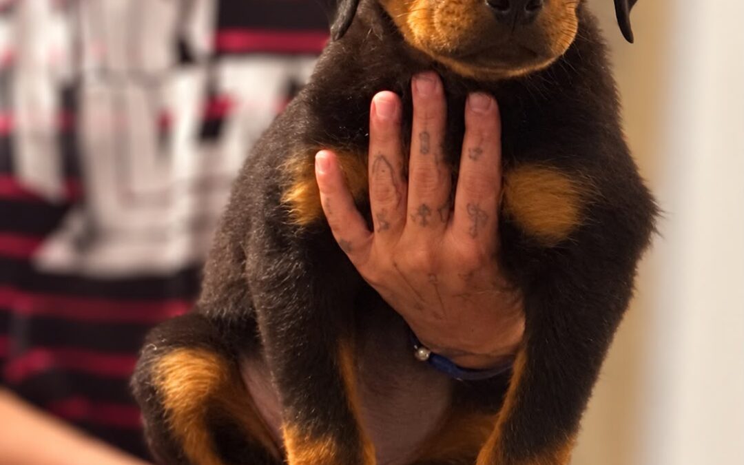 Echo
