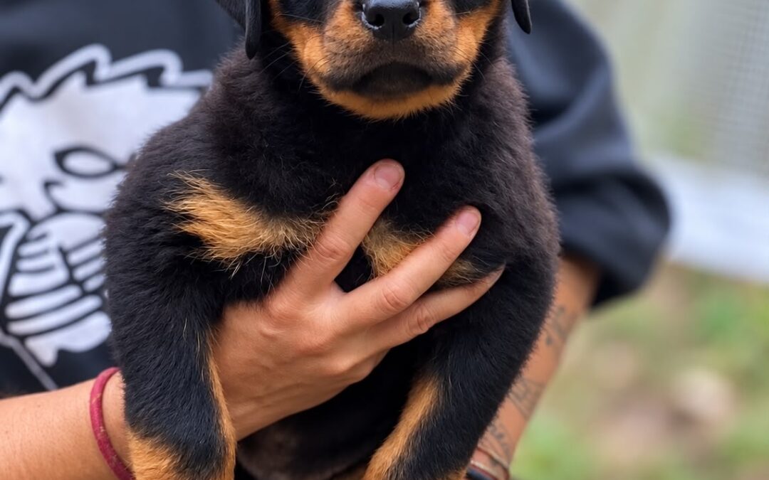 Elliot