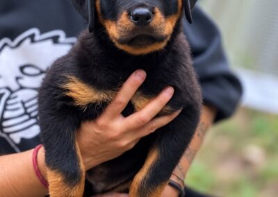 Elliot