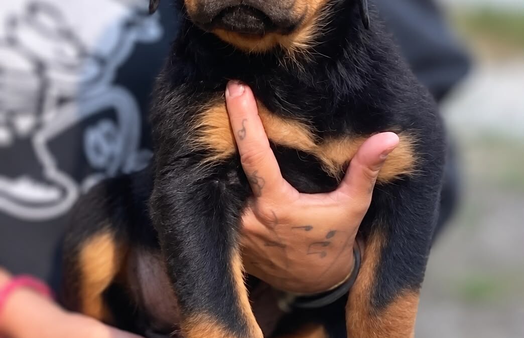 Elzar