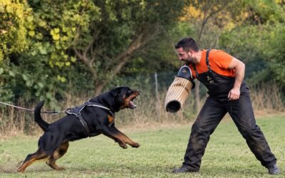 Cane da guardia e cane da difesa: differenze tecniche, funzioni e criteri di valutazione